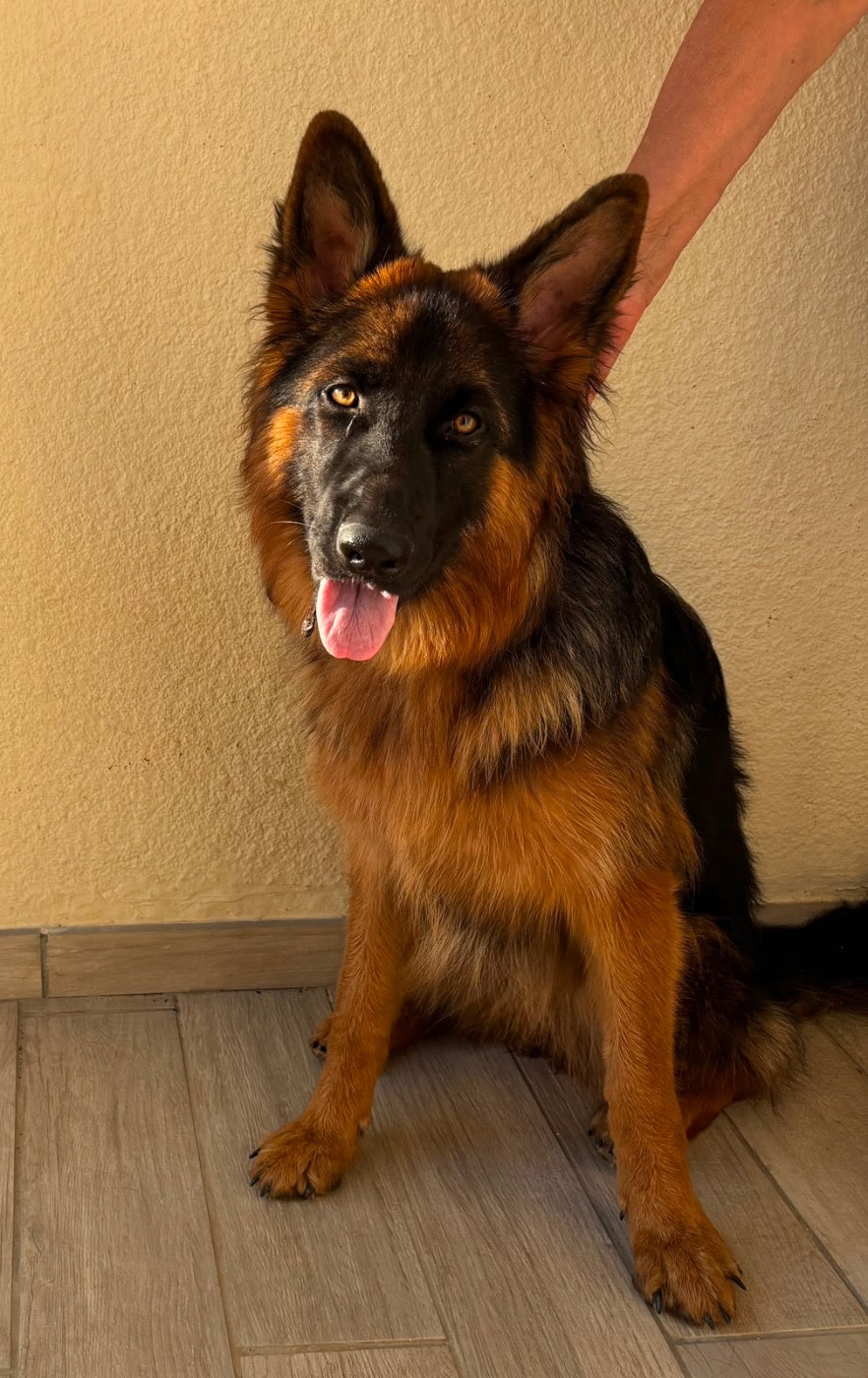 ATHENA Du domaine du parc